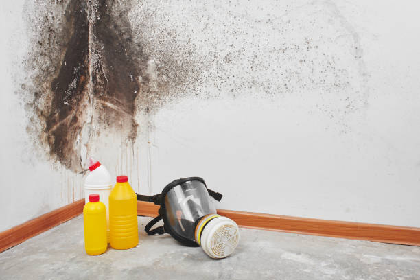 Mold Removal and Inspection in Beaver Creek, TX