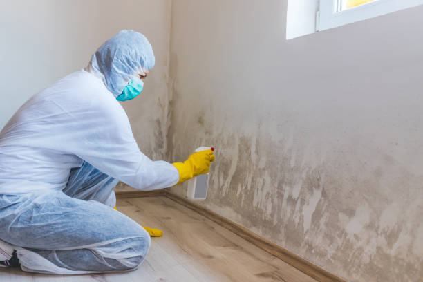 Attic Mold Removal in Beaver Creek, TX