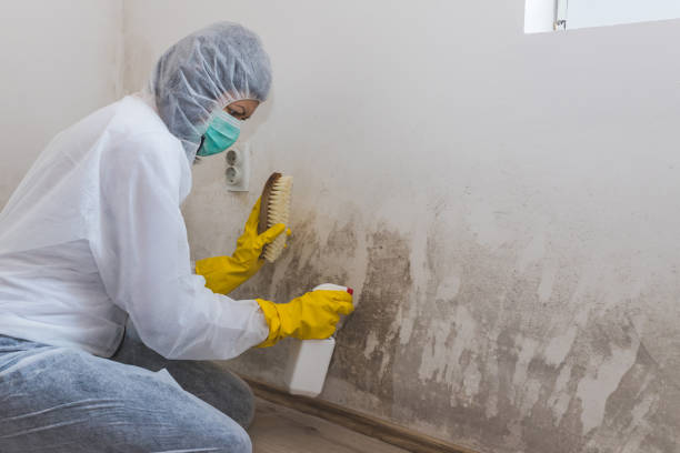 Best Certified Mold Removal  in Beaver Creek, TX