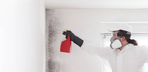 Best Residential Mold Removal  in Beaver Creek, TX