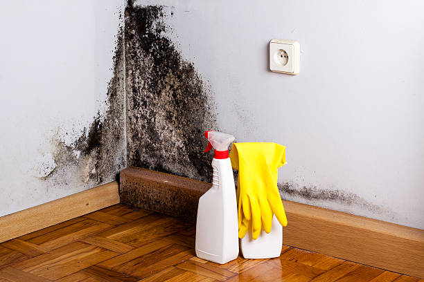 Best Attic Mold Removal  in Beaver Creek, TX