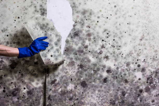 Best Mold Removal Process  in Beaver Creek, TX