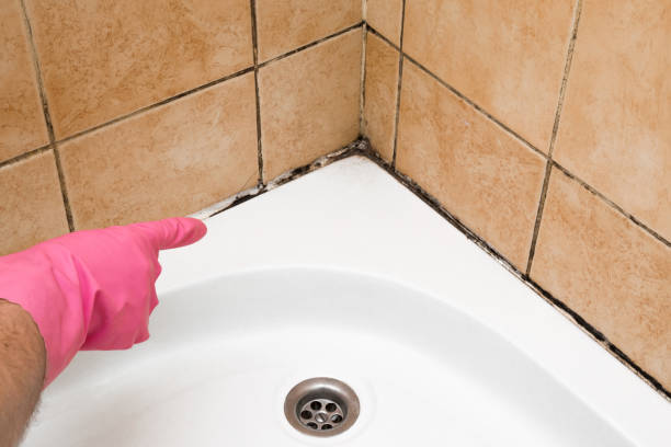 Best Certified Mold Removal  in Beaver Creek, TX